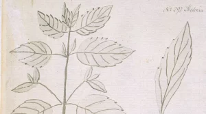 Jane Colden and the Flora of New York Blog Header Art Meets Science