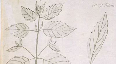 Jane Colden and the Flora of New York Blog Header Art Meets Science