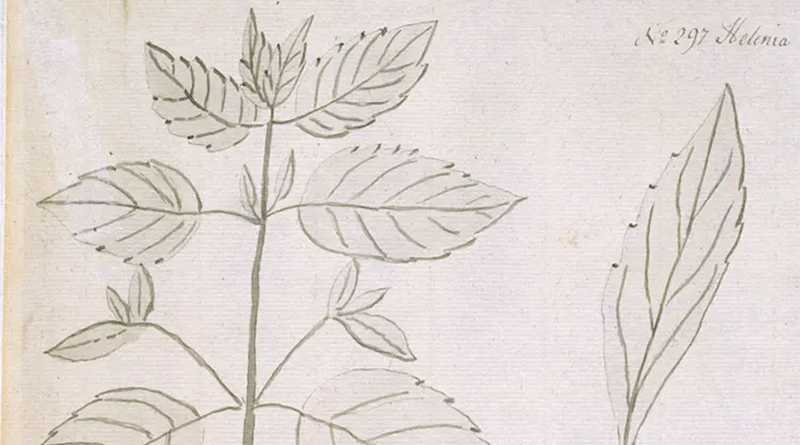 Jane Colden and the Flora of New York Blog Header Art Meets Science