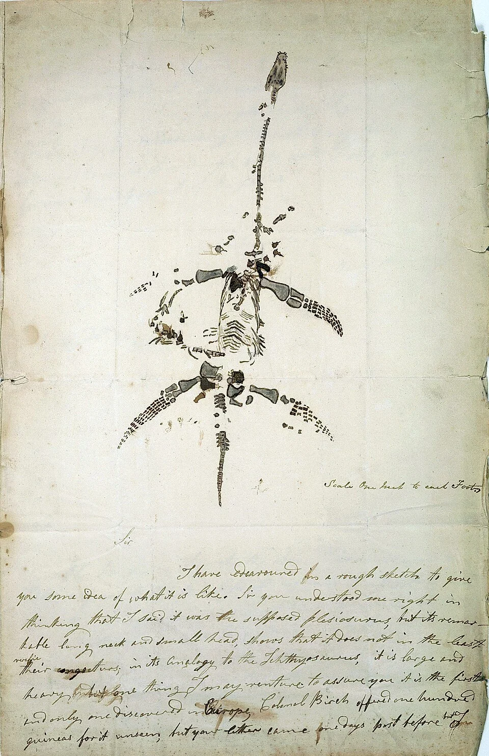 Mary Anning fossil discovery letter 1830