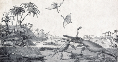 Mary Anning Fossils