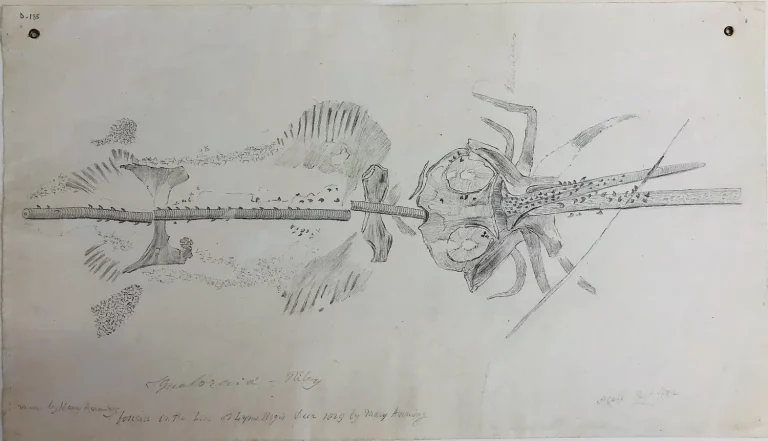 Squaloraia, sketch by Mary Anning, 1829.